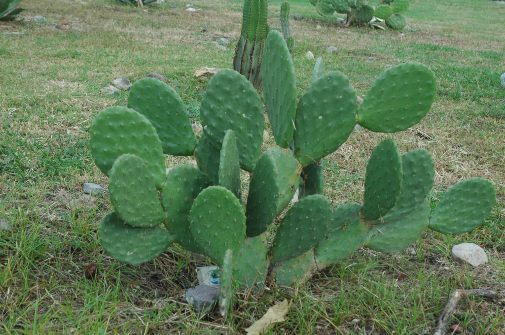 Opuntia fuliginosa