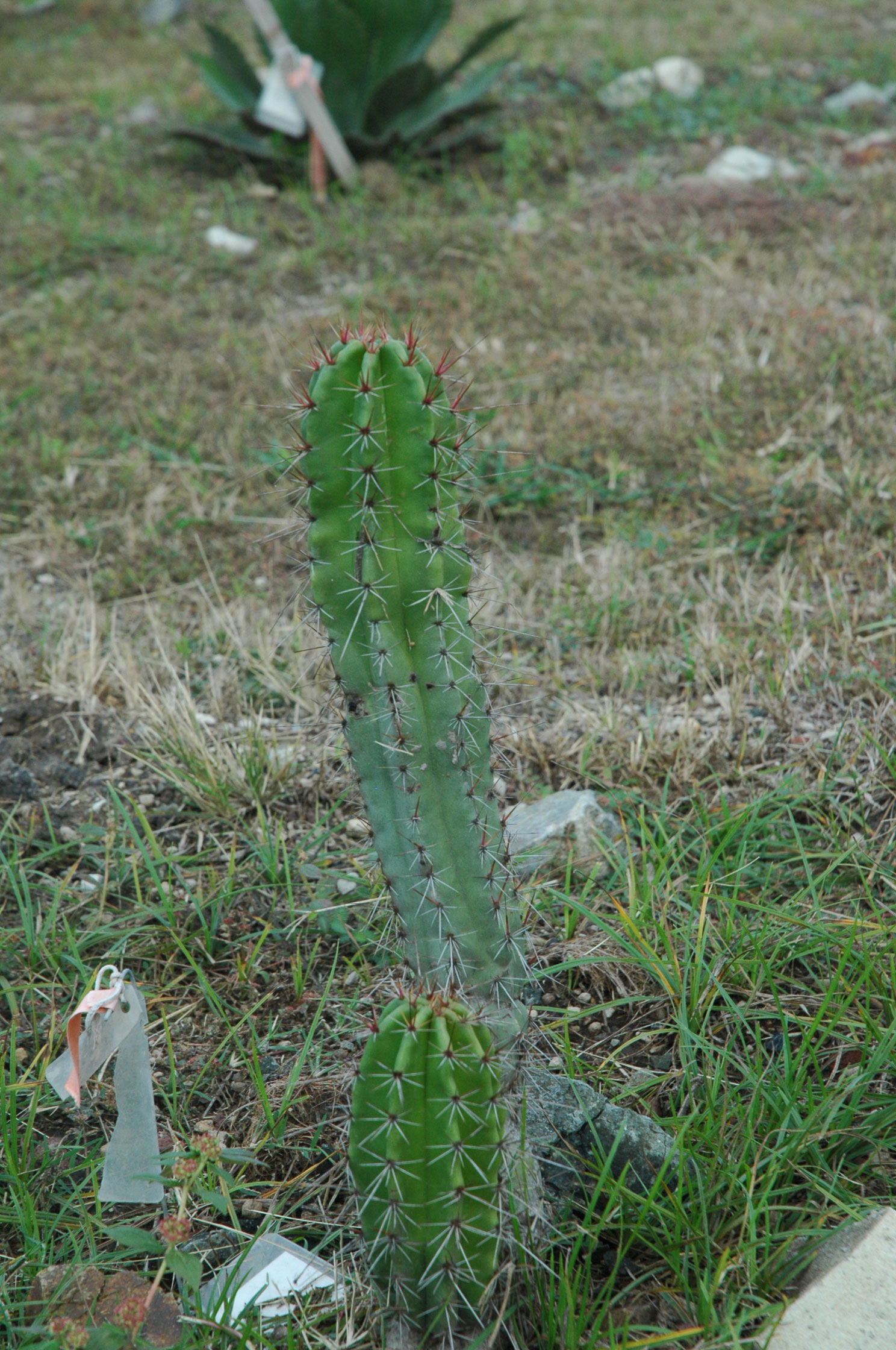 Stenocereus queretaroensis