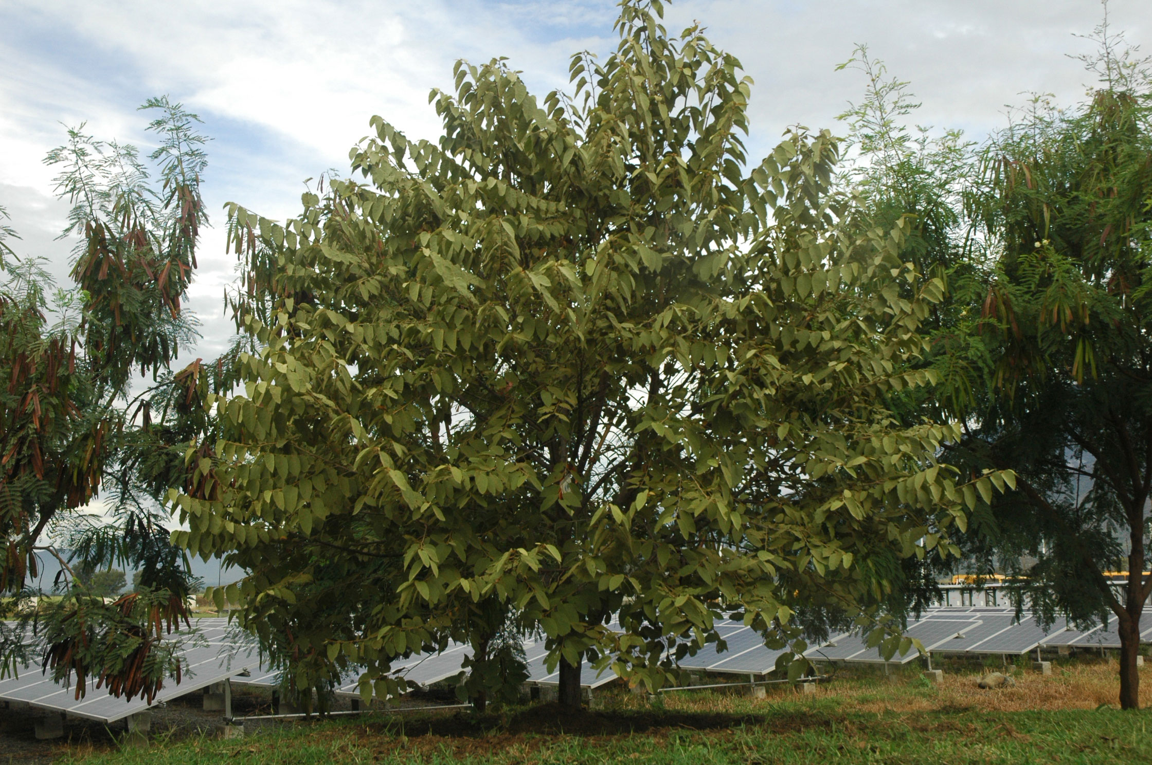 Guazuma ulmifolia