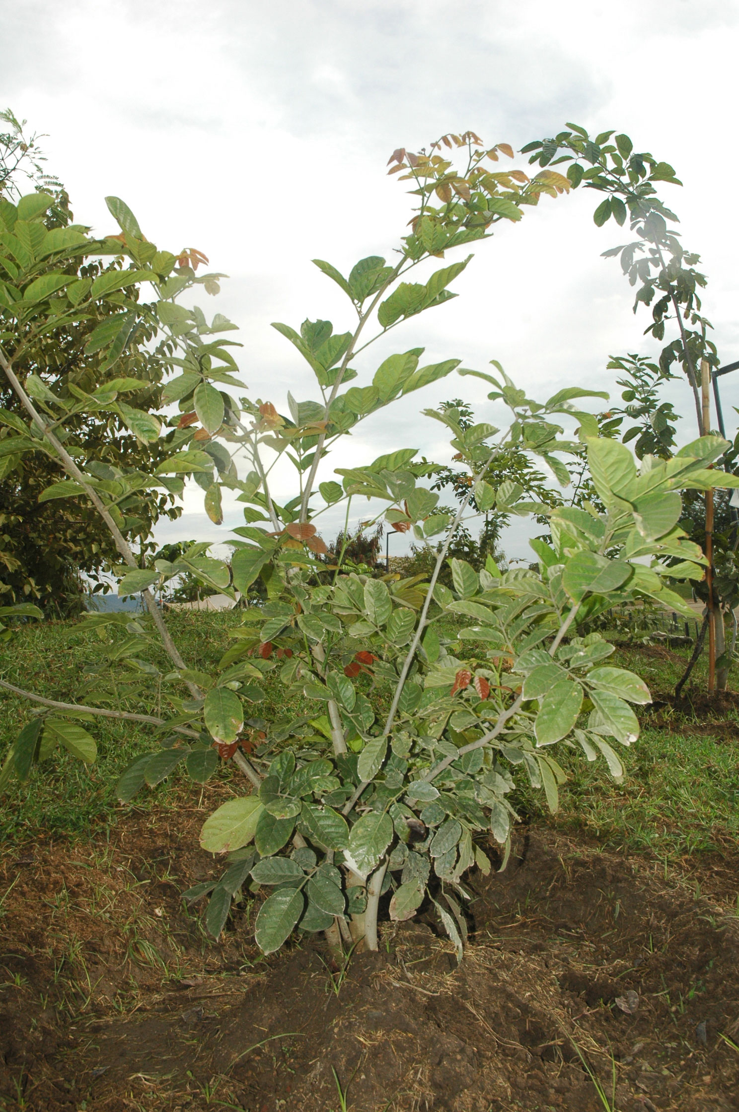 Lonchocarpus eriocarinalis