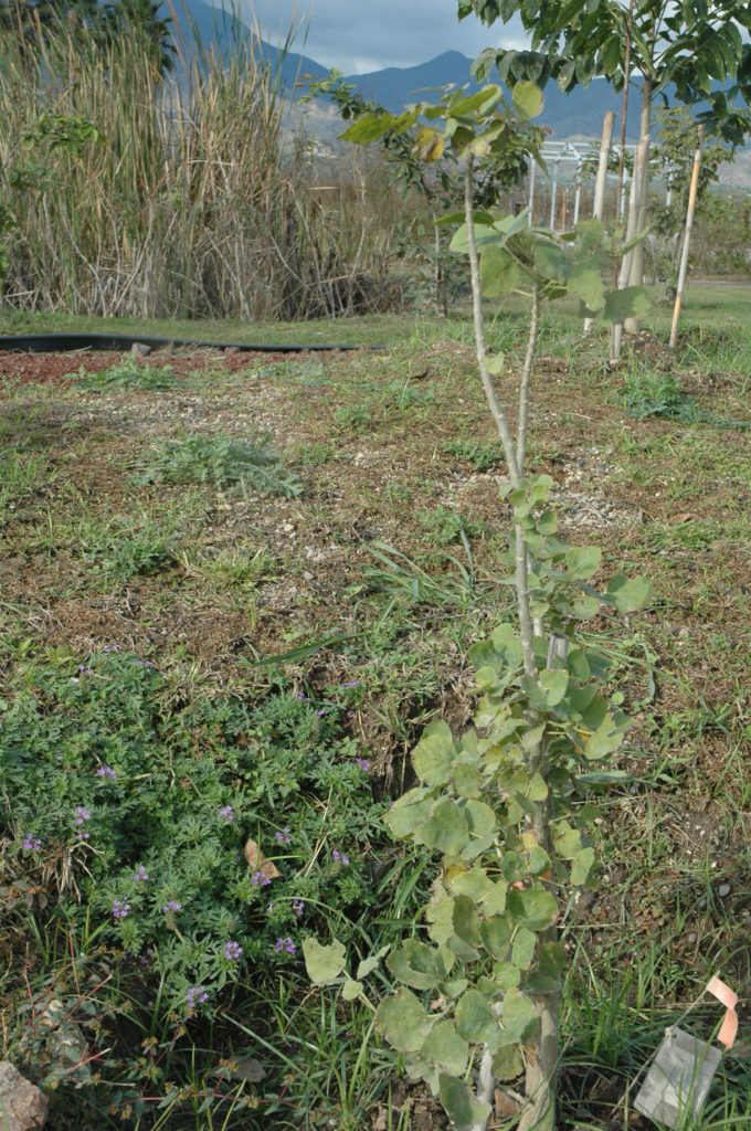 Erythrina americana