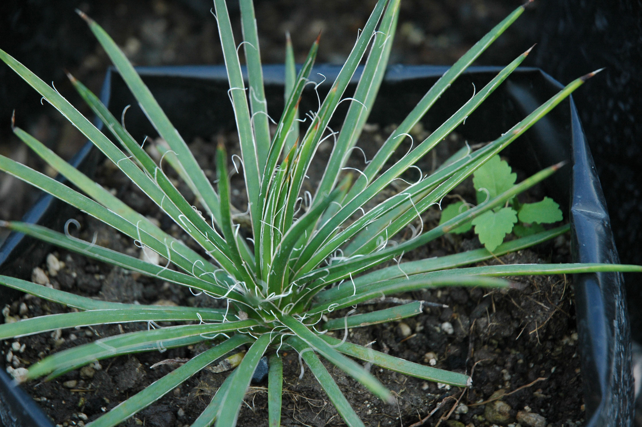 Agave geminiflora