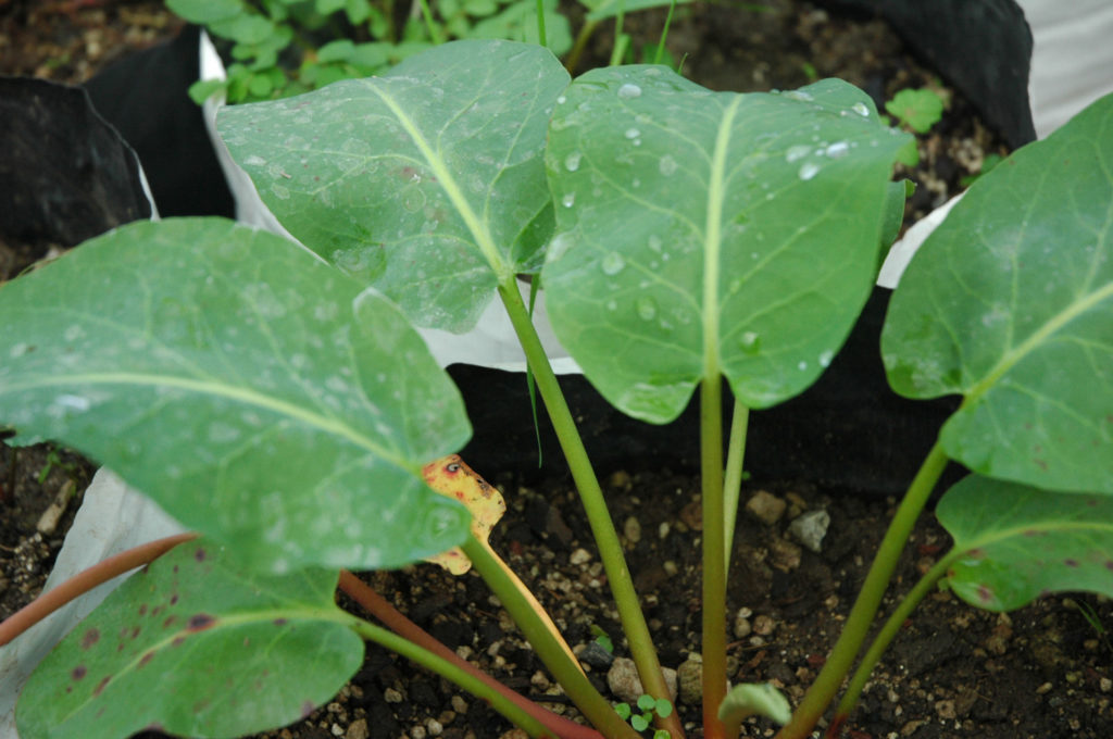 Anemopsis californica