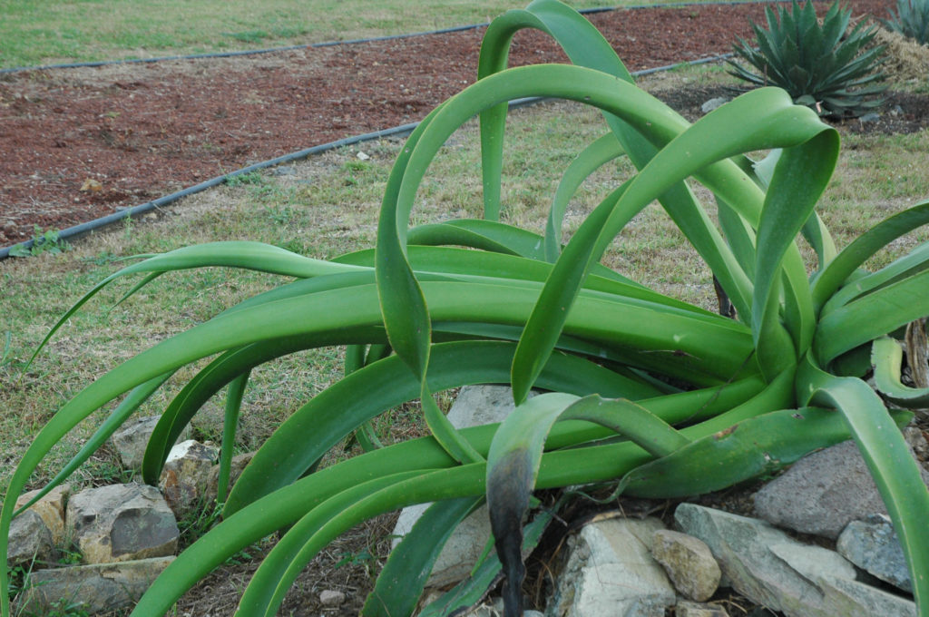 Agave vilmoriniana