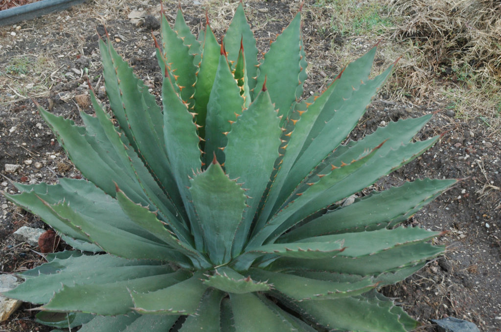 Agave inaequidens