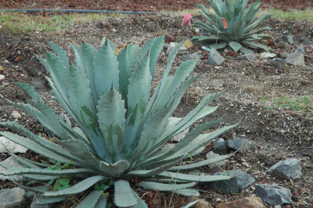 Agave guadalajarana