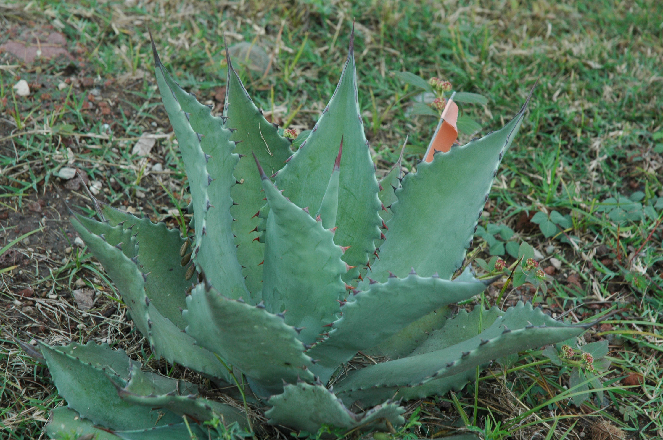 Agave durangensis