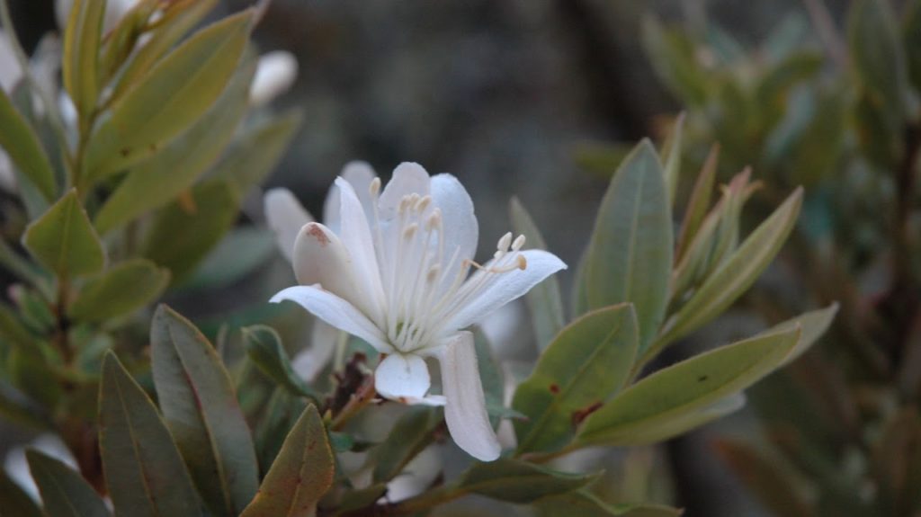 Bejaria aestuans