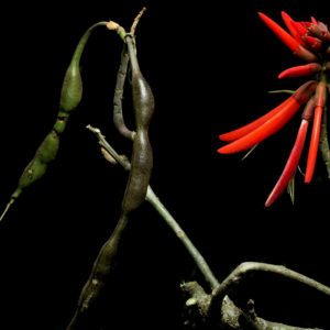 Erythrina americana ipni