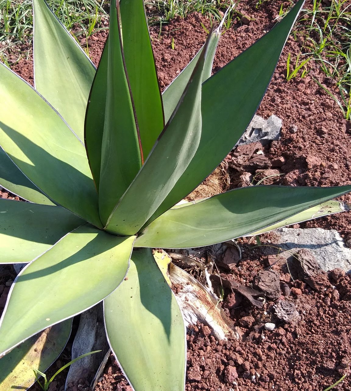 Agave chazaroi