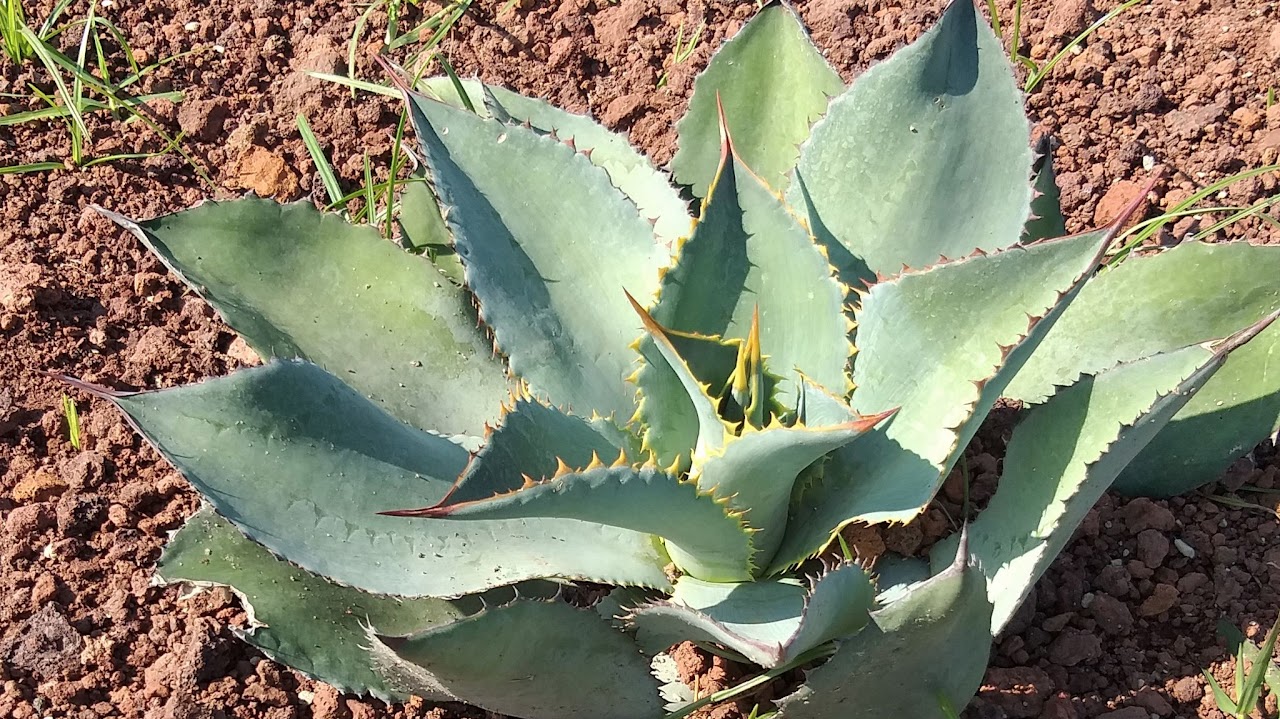 Agave maximiliana