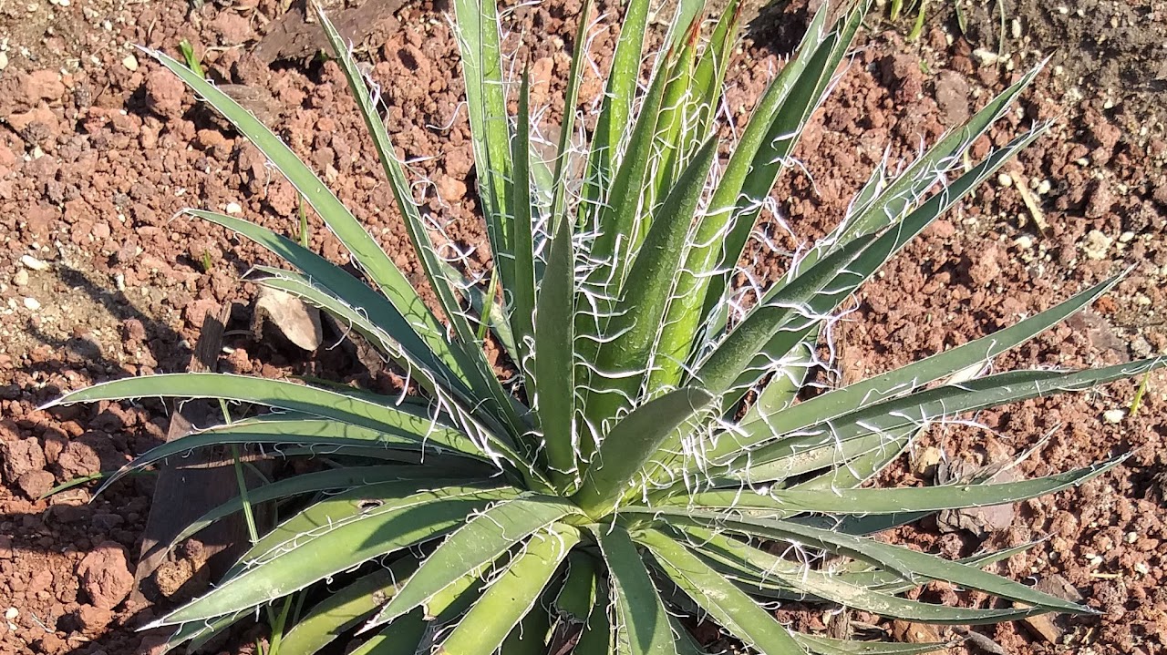 Agave schidigera