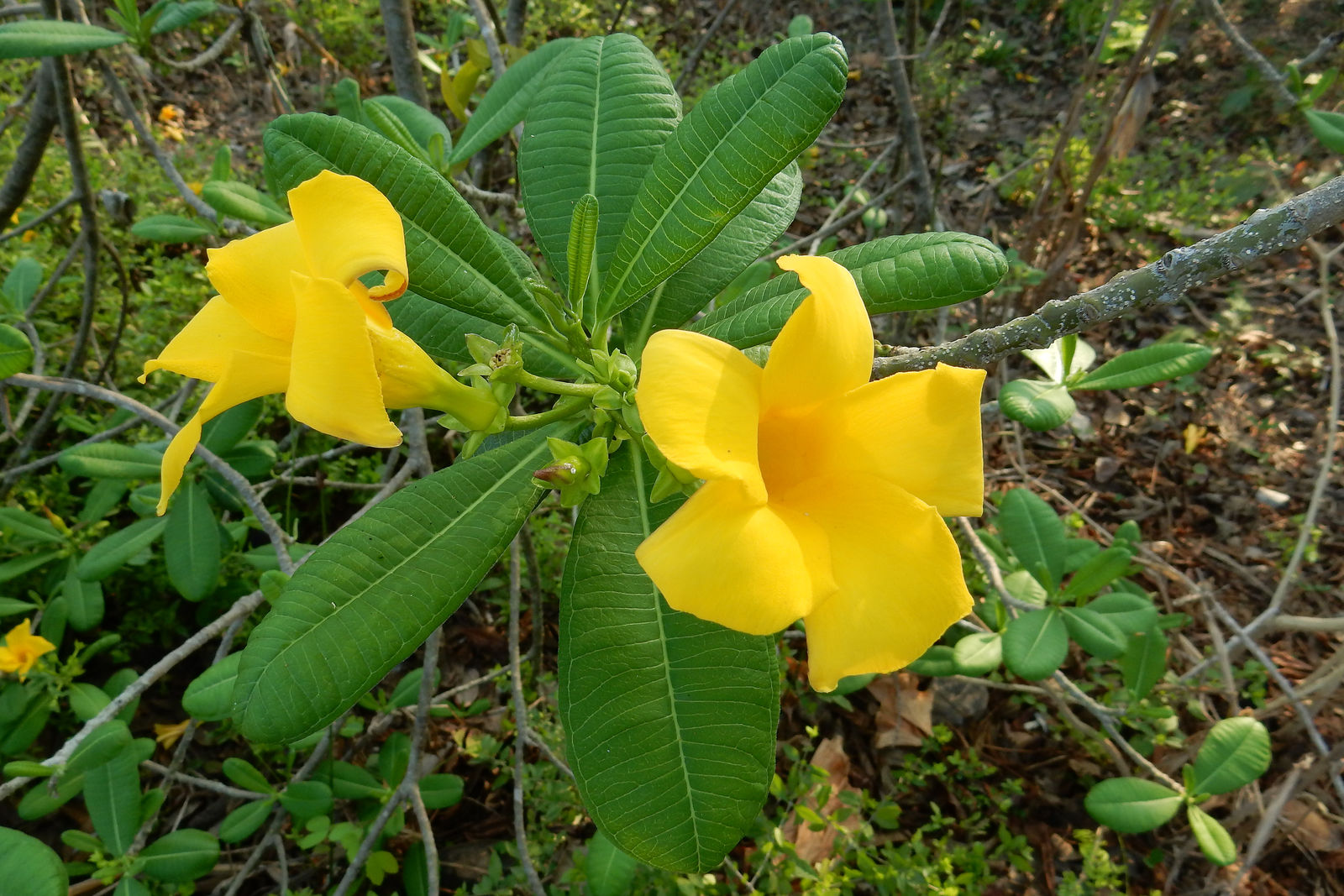 Cascabela ovata